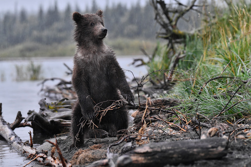 A spring Brown Bear cub is seen in this photo.  The cub is on a lake beach in Katmai National Park in Alaska.  The cub is alone and is looking at the camera with apprehension.  The bear appears to be nervous about the interaction.  This cub was born in the spring and is 6 months old.  The face of the cub makes a good meme photo