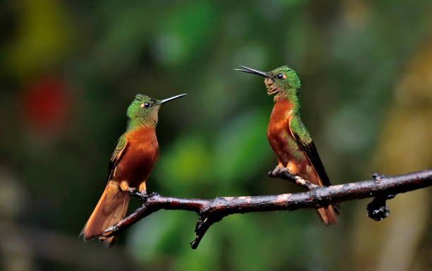 istock Chestnut-breasted coronets staring at each other in the rain for a perching spot 2081739992