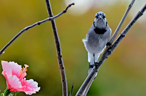 A Blue Jay bird is seen perching on a branch near a hibiscus flower in a fall morning.  The bird is seen  looking straight towards the camera.  The fall colors are blurred in the photo background.