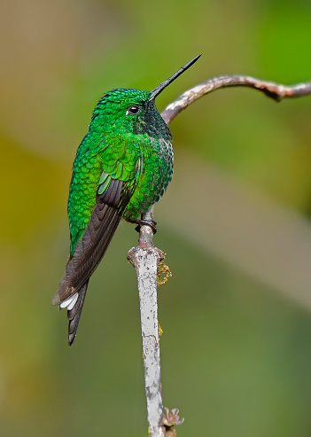 A Rufous-vented Whitetip hummingbird is seen perching on a branch in this photo.  This rare hummingbird of the cloud forest is found on the east slope of the Andes. The rufous-vented whitetip (Urosticte ruficrissa) is a species of hummingbird in the 