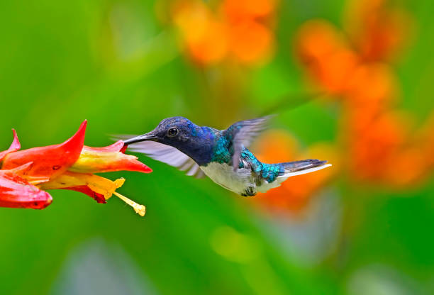 istock White Neck Jacobin hummingbird extracting nectar at a red and yellow flower 2081744038