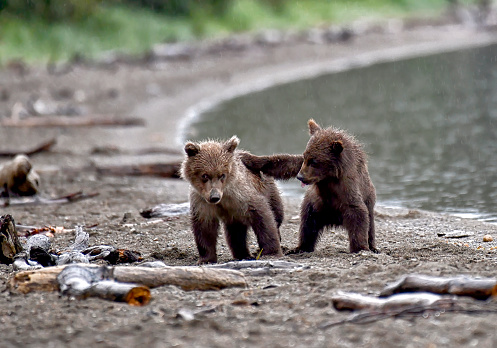 Two brown bear cubs play fighting in the forest in summer, Finland.