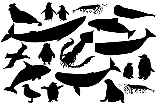 Vector silhouette shape black set of animals in Antarctica. Hand drawn collection of whales, penguins, skua, krill, seals, porpoise.