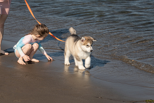 A two month old purebred Malamute puppy enjoys his first trip to the beach.