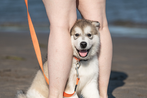 A two month old purebred Malamute puppy enjoys his first trip to the beach.
