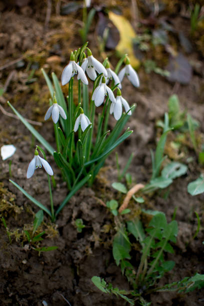 Multiple small white snowdrops sprouting near trees in winter