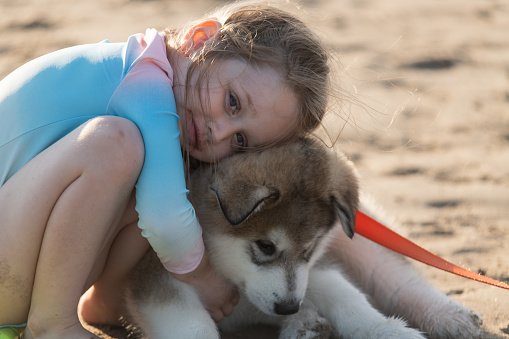 A girl hugs her two month old Malamute puppy at the beach.
