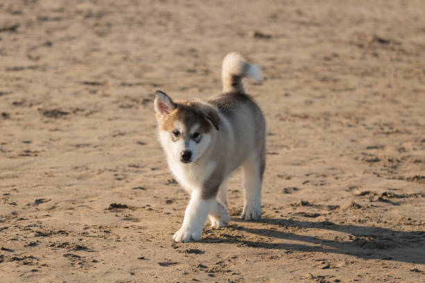 istock Malamute Puppy at Beach 2081757053
