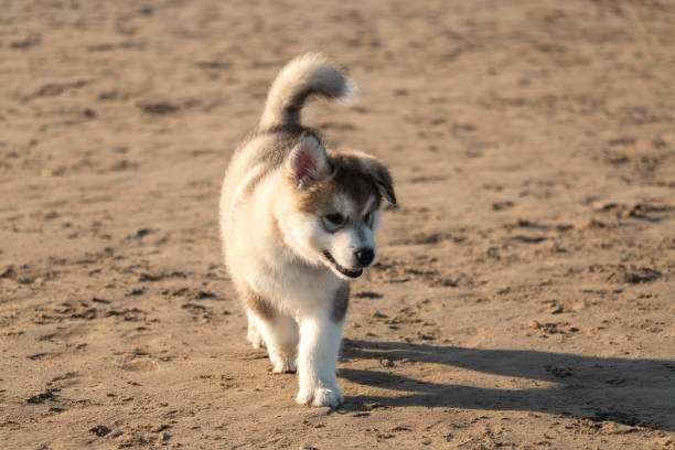 A two month old purebred Malamute puppy enjoys his first trip to the beach.