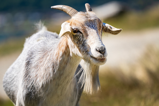 Portrait of a smiling goat with a white and brown coat and a long beard in a sunny, grassy field.
