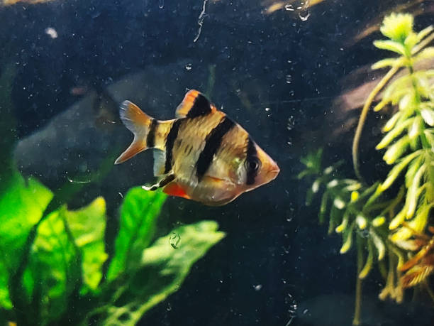 istock The tiger barb or Sumatra barb or Puntius tetrazona 2081760048