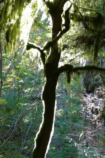 moss - glade light dappled tree - fotografias e filmes do acervo