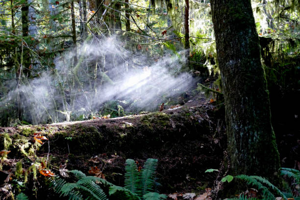 smoke in the forest - glade light dappled tree - fotografias e filmes do acervo