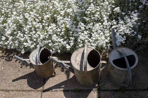Three used old aluminium traditional cans for watering the plants. Many beautiful white flowers on a grave. Sunny day. Dlouhomilov, Moravia, Czech republic.