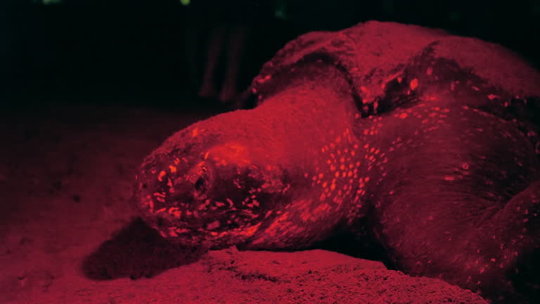 Leatherback sea turtle laying eggs in red lights on the beach in Tobago. A rare endangered animal. Nature protection. Tobago and Trinidad. Caribbean region.
