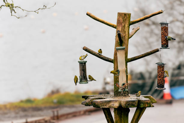 Eurasian siskin and Eurasian chaffinch on a bird feeder