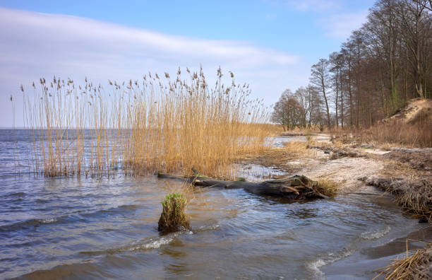 Beach at the Szczecin Lagoon, also known as Oder Lagoon or Pomeranian Lagoon, located in the Oder estuary, shared by Germany and Poland.
