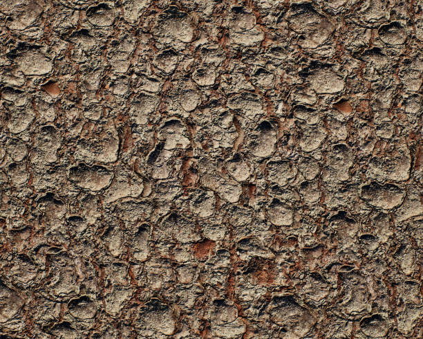istock Pattern and structure of spruce bark. Detail shot. 2081768696