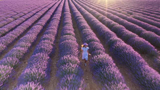 Top drone view: teen girl walks by blooming lavender fields with blue lavender flowers in summer day. Farm for the production of lavender oil.