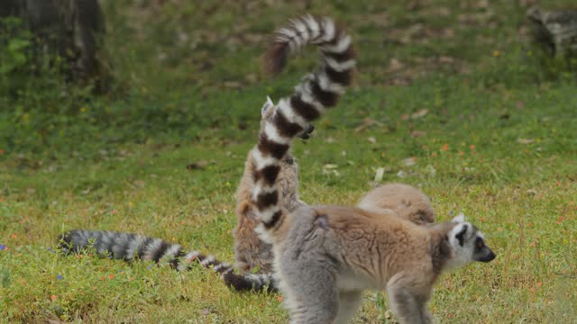 Ring-tailed lemurs outdoors in the animal park. Portugal, Badoca Safari park, 15.05.2023.
