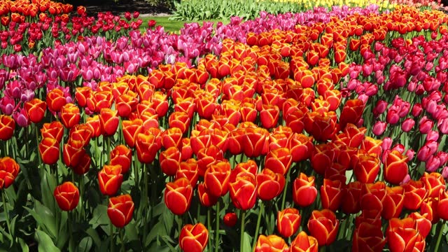 Orange and pink tulips grow in the park in spring. Concept gardening, growing, flowers, farmer, agronomist, hobby, bulbs, planting material, seeds, business, tourism, Europe, Keukenhof
