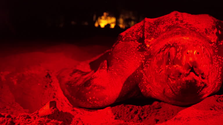 Close-up of the enormous effort and power consumption of a turtle laying eggs. Tears for a turtle. Leatherback sea turtle laying eggs in red lights. The red light is not to scare or disturb the animal.