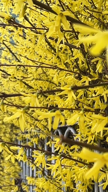 Yellow spring bush