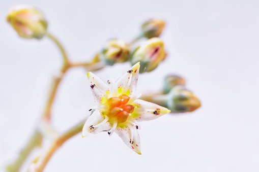 Detail of succulent plant graptopetalum common named ghost plant or mother-of-pearl with small flower