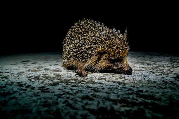 west european hedgehog - protection animal autumn close to fotografías e imágenes de stock