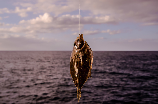 Whole Single Fresh Sole Fish Near The Ocean