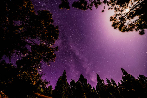 Stars in the Sky at Night over the Trees of a Pine Forest