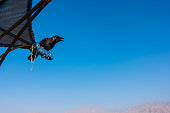 Crow on a perch cawing at dead sea