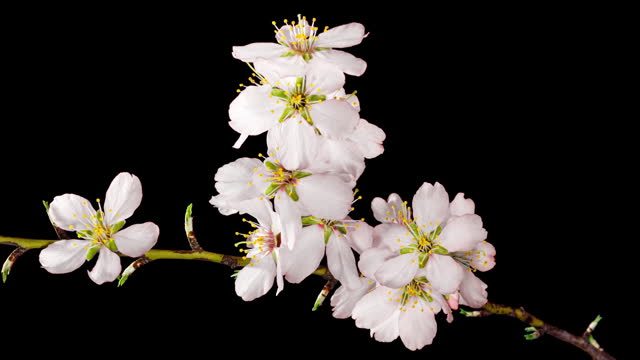 Almond Flowers Bloom in Time Lapse on a Black Background. Macro Timelapse Video of Spring Tree Blossoming Branch. Birth of Nature