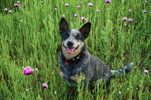 Adorable australian cattle dog sitting in the countryside