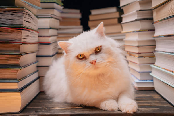 istock Clever beautiful white cat between books stacks in library. Domestic scientist kitty. Student pets, whisker in school. Smart animal. Education, science, knowledge concept. 2081801040