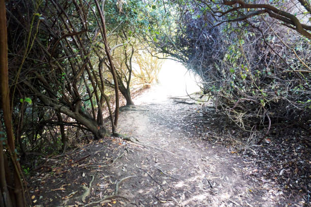 Tunnel of foliage.A Trail surrounded by a natural arch of foliage.
