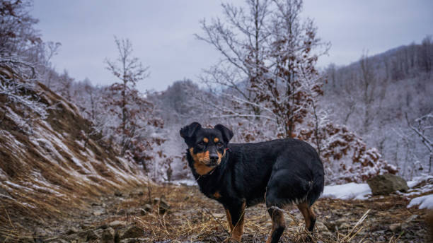 istock Dog in the nature. 2081819837