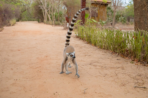 ring-tailed lemur, Lemur catta large strepsirrhine primate and most recognized lemur due long, black and white ringed tail. Like all lemurs endemic island of Madagascar. cute small animal