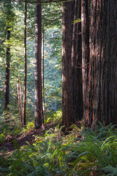 istock A forest with tall trees and a lot of sunlight 2081844483