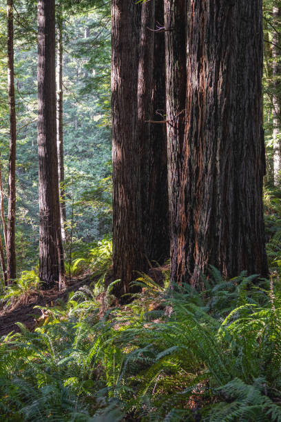istock A large tree with a lot of leaves and a trunk 2081845535