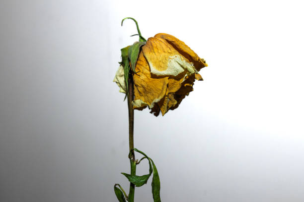A landscape oriented photograph of a dried out red rose and its stem. The rose was photographed against a white background and had been left to dry out over a period of several weeks.