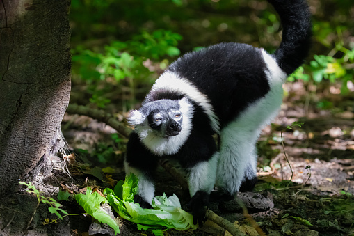 Black and white Ruffed Lemur cute animal. Vivid nature background. rare endemic protection and care concept at Berlin Zoo