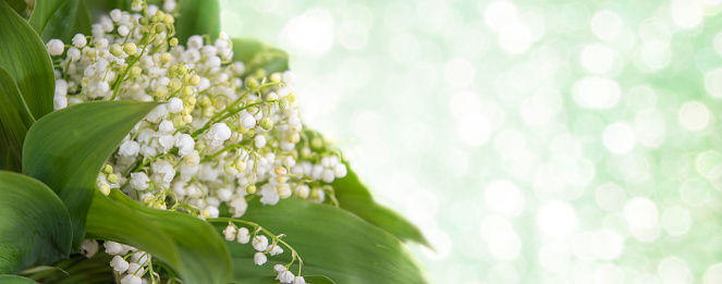Lily of the valley, blooming spring flowers, bouquet with place for text on bokeh background, Horizontal background, banner, High quality photo