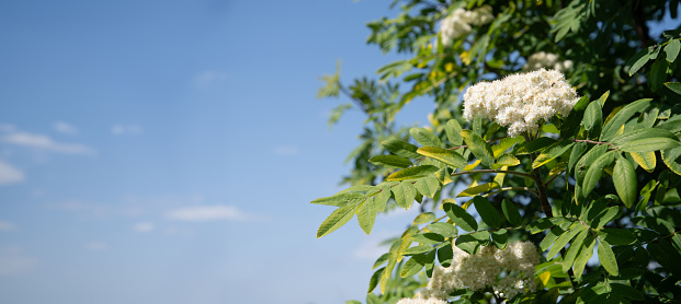 delicate white rowan flowers in early spring on a tree, ingredient for alternative folk medicine, natural floral background, high quality photo