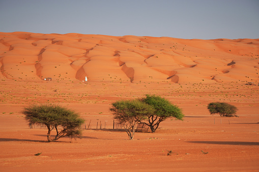 Trees at the beginning of Wahabi desert in Oman, with dunes and sky in background.