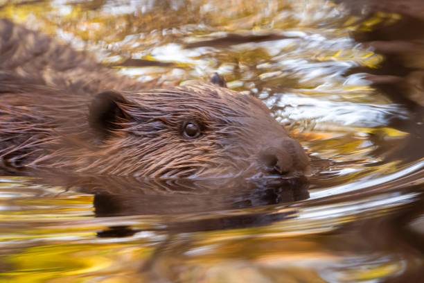 istock A beaver swims in bright yellow fall foliage reflected in the water 2081865820