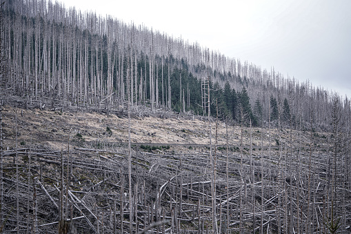 Abgestorbener Fichtenwald im Harz in der Nähe des Brokens