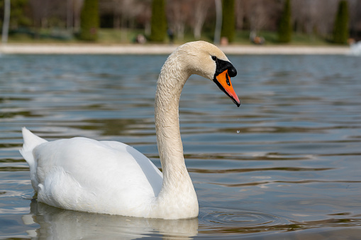 two white swans on blue lake, empty space for text, concept love, romanticism or valentine day
