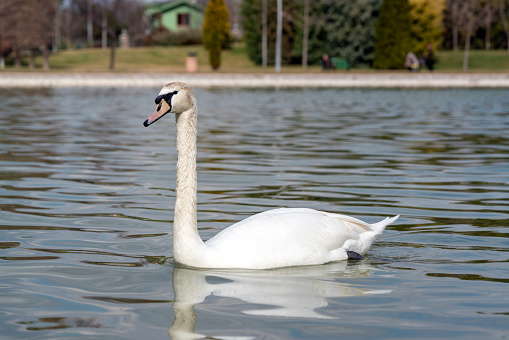 Swan in the lake