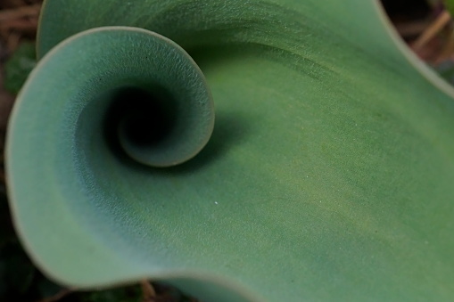 Fibonacci essence in nature; the growth spiral of the tulip leaf